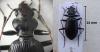 Nebria jockischii